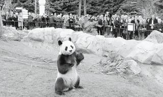 日本推迟送回大熊猫 日本推迟送回大熊猫