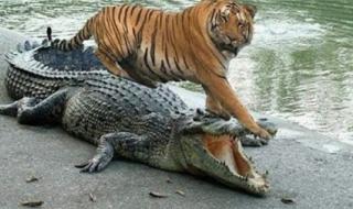 被老虎咬的女人照片