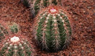 仙人掌原产 仙人掌原产