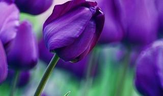紫色郁金香图片