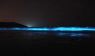 葫芦岛现罕见荧光海 葫芦岛现罕见荧光海