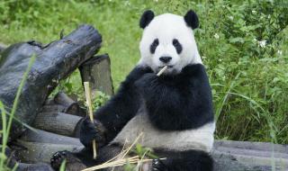 大熊猫团团不幸离世